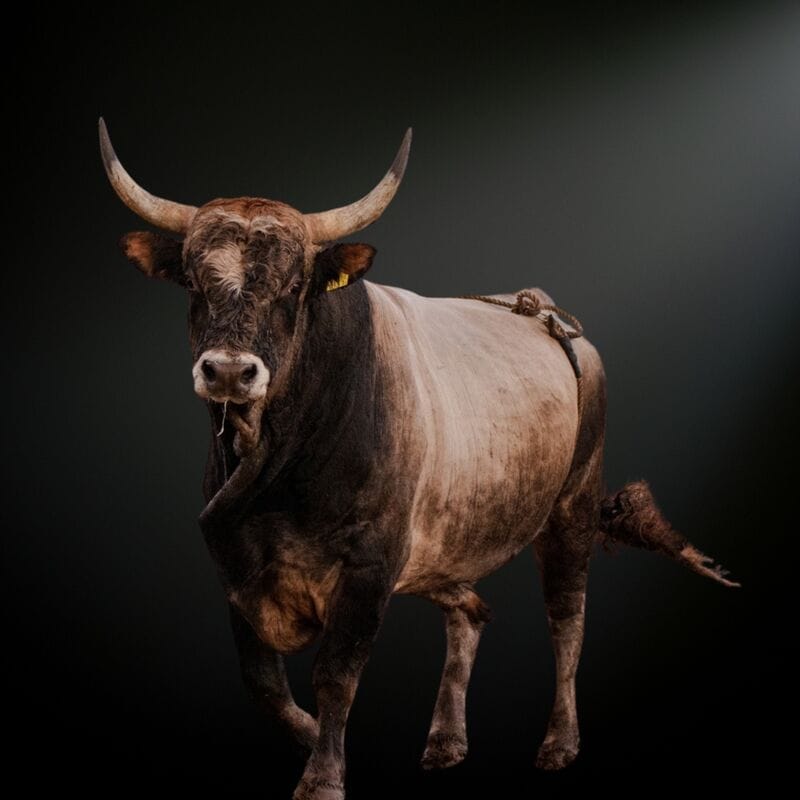 Buck